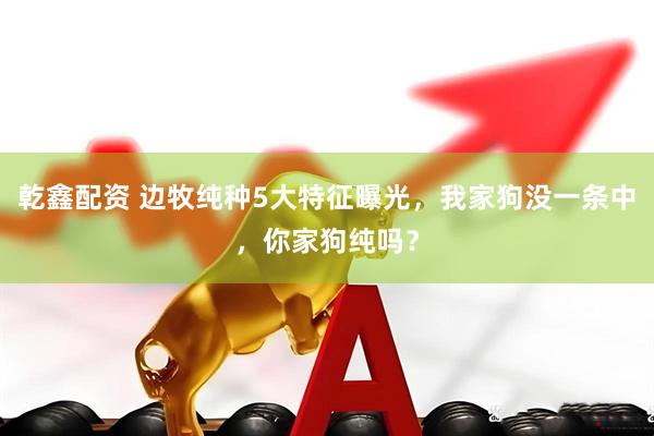 乾鑫配资 边牧纯种5大特征曝光，我家狗没一条中，你家狗纯吗？