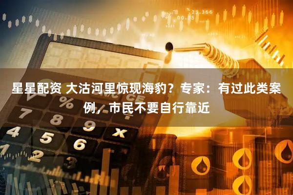 星星配资 大沽河里惊现海豹？专家：有过此类案例，市民不要自行靠近